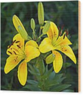 Lillies In Yellow Close-up Wood Print