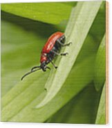 Lily Beetle Wood Print