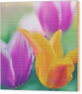 Lily Flowering Tulips (tulipa Hybrid) Wood Print