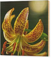 Lily In Orange And Yellow Wood Print