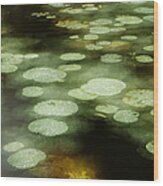 Lily Pads During Rain Sabah Borneo Wood Print