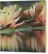 Lily Reflections 1 Wood Print