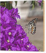 Lime Butterfly Papilio Demoleus Dthn0173 Wood Print