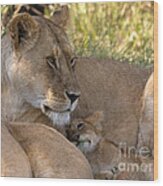 Lion And Cub Wood Print