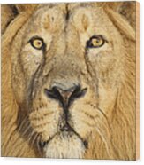 Lion Close Up Wood Print