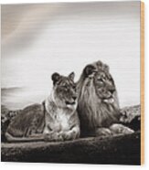 Lion Couple In Sunset Wood Print