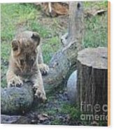 Lion Cub At Play Wood Print