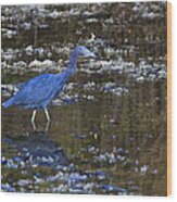 Little Blue Heron Wood Print