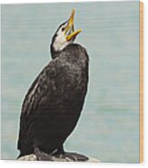 Little Pied Shag Calling Out Wood Print