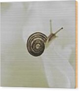 Little Snail On White Rose Wood Print