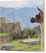 Llama At Machu Picchu Wood Print