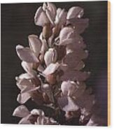 Locust Flower Wood Print