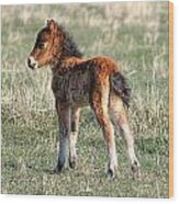 Lone Foal Wood Print