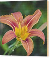 Lone Lily Wood Print