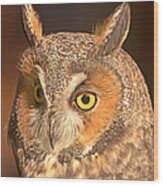 Long-eared Owl Wood Print