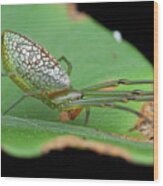 Long-jawed Orb Weaver Spider Wood Print