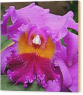 Longwood Gardens - Orchid 2 Wood Print