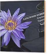 Longwood Hybrid Water Lily Wood Print