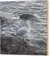 Seagull On The Rocky Coast Wood Print