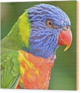 Lorikeet Profile Wood Print