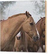 Los Caballos De La Estancia Wood Print