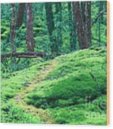 Lost On Mossy Trails Wood Print