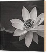 Lotus Black And White Art Series Wood Print