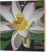 Lotus Flower Wood Print