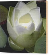Lotus Flower In White Wood Print