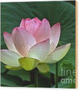 Lotus Light -- View B Wood Print