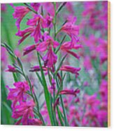 Louisiana Pink Iris Fulva Wood Print