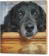 Love In A Puppy's Eyes Wood Print