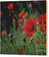 Love Red Poppies Wood Print