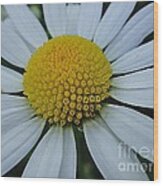 Lovely Flower In White And Yellow Wood Print