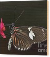 Lovely Longwing Wood Print