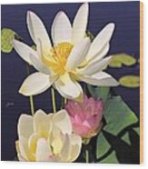 Lovely Lotus Wood Print