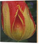 Lovely Tulip Wood Print