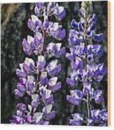 Lupine Closeup Wood Print