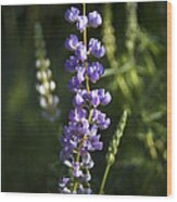 Lupine Echoes Wood Print