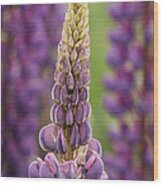 Lupine Front And Center Wood Print