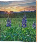 Lupine Sunrise Wood Print