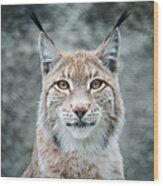 Lynx Portrait Wood Print