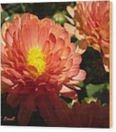 M Bright Orange Flowers Collection No. Bof1 Wood Print