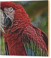 Macaw Portrait Wood Print