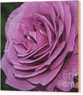 Magenta Garden Rose Wood Print