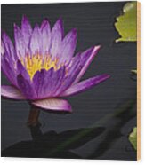 Magenta Waterlily Wood Print