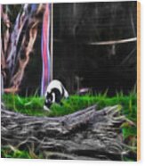 Walk In Magical Land Of The Black And White Ruffed Lemur Wood Print