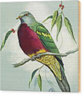 Magnificent Fruit Pigeon Wood Print