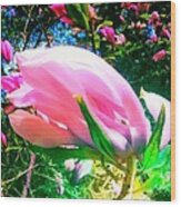 Magnolia Blossom From My Garden - Hdr Wood Print