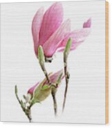 Magnolia Blossoms Wood Print